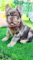 Godiva , a male French Bulldog for sale in Miami, OK – 3 of 3