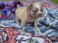 Lilac fluffy male , a male French Bulldog for sale in Miami, OK – 4 of 9