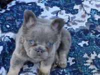 Lilac and tan fluffy female 🥰, a female French Bulldog for sale in Miami, OK – 7 of 10