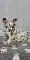 Merle FLUFFY female , a female French Bulldog for sale in Miami, OK – 4 of 5