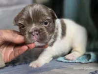 Gunner , a male French Bulldog for sale in Miami, OK – Photo 8 of 9