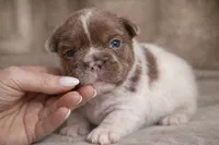 Gunner , a male French Bulldog for sale in Miami, OK – Photo 1 of 9