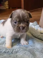 Gunner , a male French Bulldog for sale in Miami, OK – Photo 5 of 9