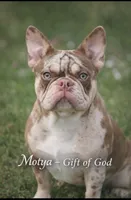 Gunner , a male French Bulldog for sale in Miami, OK – Photo 4 of 9