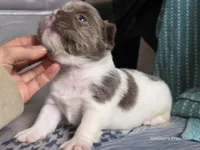 Gunner , a male French Bulldog for sale in Miami, OK – Photo 3 of 9