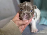 Gunner , a male French Bulldog for sale in Miami, OK – Photo 9 of 9