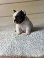 Smurf , a male French Bulldog for sale in Miami, OK – 4 of 4