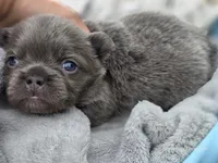 Lilac and tan fluffy female , a female French Bulldog for sale in Miami, OK – 6 of 10