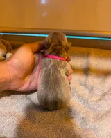 Fluffy Rojo Female 💜 , a female French Bulldog for sale in Miami, OK – 7 of 9