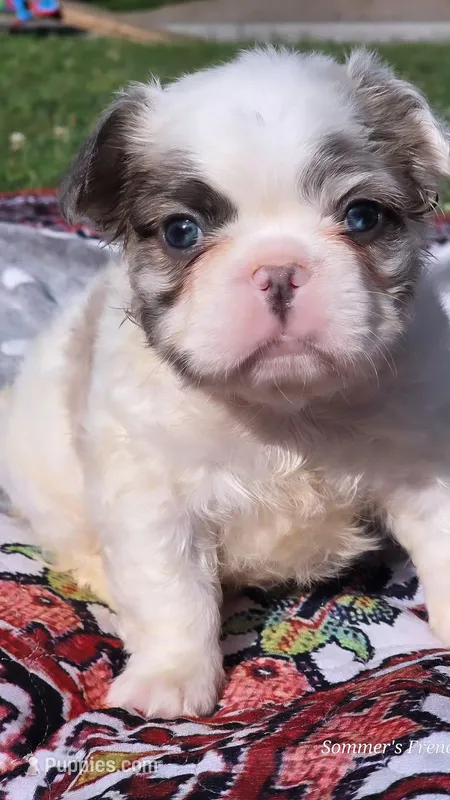 Black and white pied Merle fluffy male – French Bulldog puppy for sale in Miami, OK