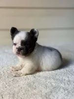 Smurf , a male French Bulldog for sale in Miami, OK – 2 of 4