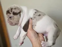 Newshade rojo merle , a male French Bulldog for sale in Miami, OK – Photo 9 of 10