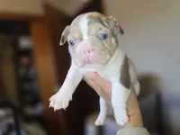 Newshade rojo merle , a male French Bulldog for sale in Miami, OK – Photo 3 of 10