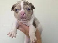 Newshade rojo merle , a male French Bulldog for sale in Miami, OK – Photo 7 of 10