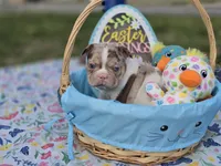 Spot 😍💙, a male French Bulldog for sale in Miami, OK – Photo 10 of 10
