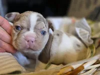 Newshade rojo merle , a male French Bulldog for sale in Miami, OK – Photo 8 of 10