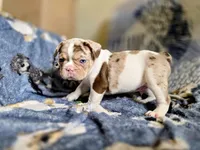 Newshade rojo merle Male, a male French Bulldog for sale in Miami, OK – Photo 2 of 10