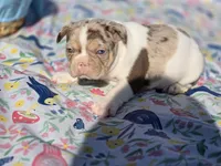 Beast 🔥😍💙, a male French Bulldog for sale in Miami, OK – Photo 10 of 10
