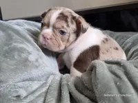 Spot 😍💙, a male French Bulldog for sale in Miami, OK – Photo 2 of 10