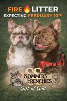 Newshade rojo merle , a male French Bulldog for sale in Miami, OK – Photo 4 of 10