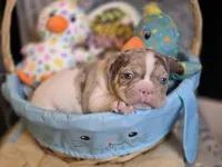 Spot 😍💙, a male French Bulldog for sale in Miami, OK – Photo 8 of 10