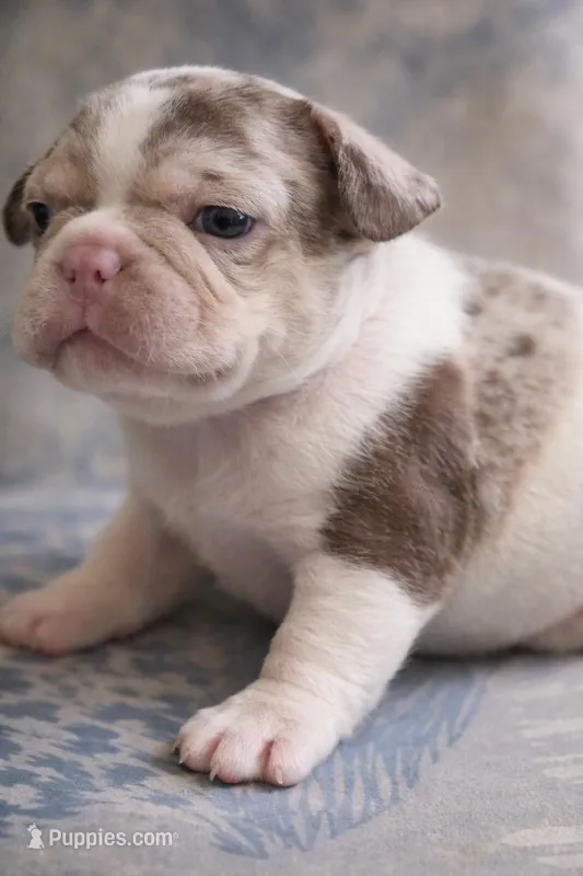 Newshade rojo merle  – French Bulldog puppy for sale in Miami, OK
