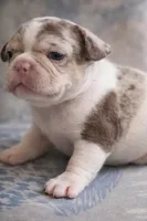 Newshade rojo merle , a male French Bulldog for sale in Miami, OK – Photo 1 of 10