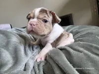 Spot 😍💙, a male French Bulldog for sale in Miami, OK – Photo 6 of 10