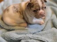 Newshade rojo merle , a male French Bulldog for sale in Miami, OK – Photo 5 of 10