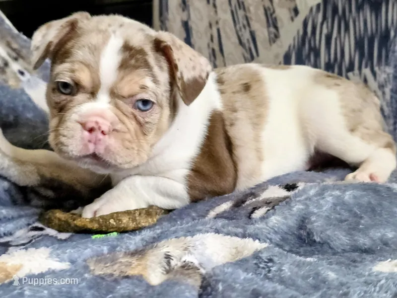 Newshade rojo merle Male – French Bulldog puppy for sale in Miami, OK