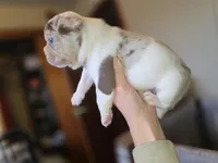 Newshade rojo merle , a male French Bulldog for sale in Miami, OK – Photo 10 of 10