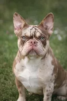 Newshade rojo merle , a male French Bulldog for sale in Miami, OK – Photo 2 of 10