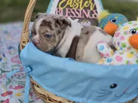 Spot 😍💙, a male French Bulldog for sale in Miami, OK – Photo 9 of 10