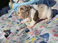 Beast 🔥😍💙, a male French Bulldog for sale in Miami, OK – Photo 9 of 10