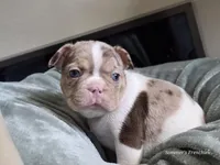 Spot 😍💙, a male French Bulldog for sale in Miami, OK – Photo 1 of 10