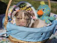 Beast 🔥😍💙, a male French Bulldog for sale in Miami, OK – Photo 8 of 10