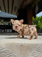 TITAN, a male French Bulldog for sale in Miami, OK – 2 of 7
