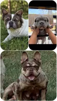 Macy , a female French Bulldog for sale in Miami, OK – 3 of 3
