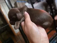 Mini-long haired male , a male Miniature Dachshund for sale in Miami, OK – 3 of 4