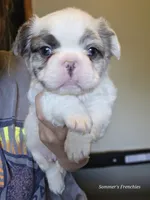 Fluffy male, a male French Bulldog for sale in Miami, OK – 9 of 10