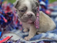 Lilac fluffy male , a male French Bulldog for sale in Miami, OK – 8 of 9