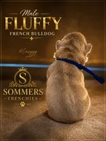 FLUFFY isabella male , a male French Bulldog for sale in Miami, OK – 2 of 9