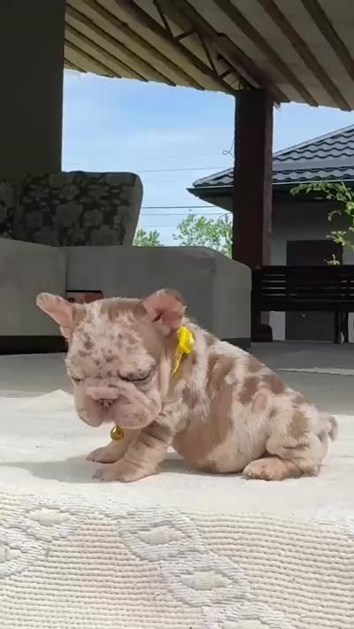 TITAN, a male French Bulldog for sale in Miami, OK – 6 of 7