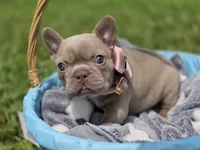 Magnolia , a female French Bulldog for sale in Miami, OK – 5 of 8