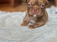 Isabella rare ✨️ golden fluffy, a male French Bulldog for sale in Miami, OK – Photo 5 of 9