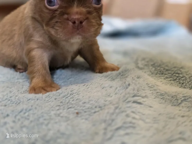 Isabella rare ✨️ golden fluffy – French Bulldog puppy for sale in Miami, OK