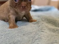 Isabella rare ✨️ golden fluffy, a male French Bulldog for sale in Miami, OK – Photo 1 of 9