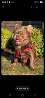 Isabella rare ✨️ golden fluffy, a male French Bulldog for sale in Miami, OK – Photo 6 of 9