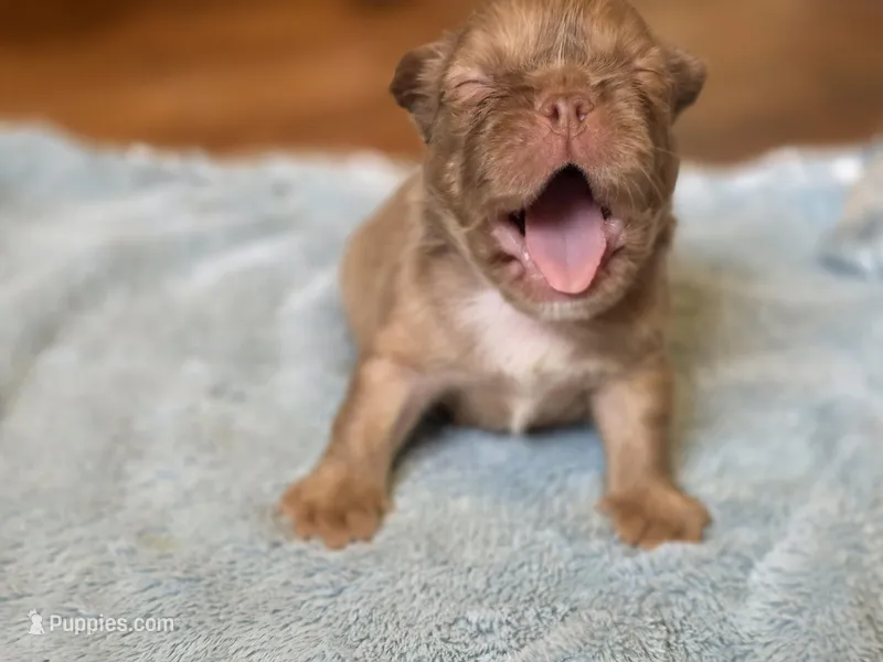 Isabella rare ✨️ golden fluffy – French Bulldog puppy for sale in Miami, OK