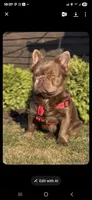 Isabella rare ✨️ golden fluffy, a male French Bulldog for sale in Miami, OK – Photo 7 of 9